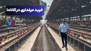 خرید مرغداری در کانادا